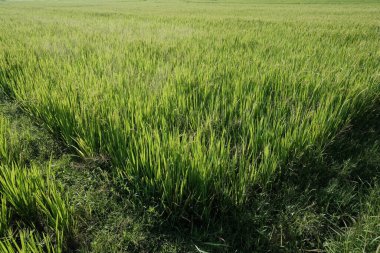 Sabah yeşil pirinç tarlası