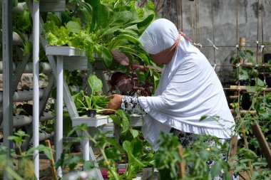 Yogya, Indonesia - 2020: Female farmer harvesting vegetables in a hydroponic installation.