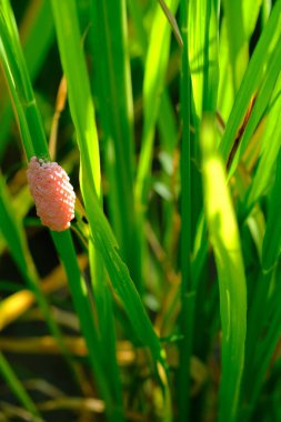 snail eggs attached to rice stalks that thrive green