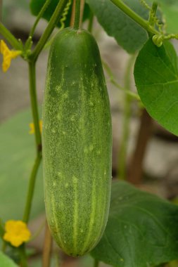 Bahçede salatalık yetişiyor.