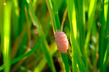 snail eggs attached to rice stalks that thrive green
