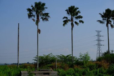 Gökyüzündeki palmiye ağaçlarının manzarası