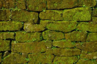 old brick wall texture background with moss 