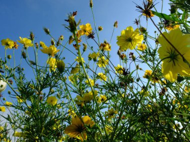 Mavi arkaplanda güzel sarı çiçekler 