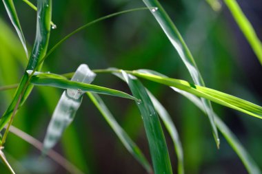 Bulanık arkaplanda çiğ damlaları olan yeşil çimenler