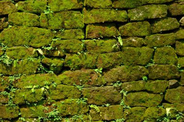 old brick wall texture background with moss 
