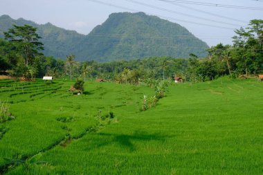 Dağlarda yeşil pirinç tarlası 