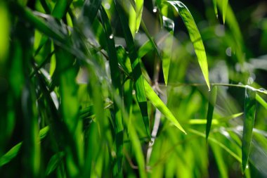 Güneş ışığında çiğ damlaları olan yeşil çimenler 