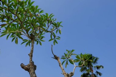 Ormanın güzel manzarası, doğa