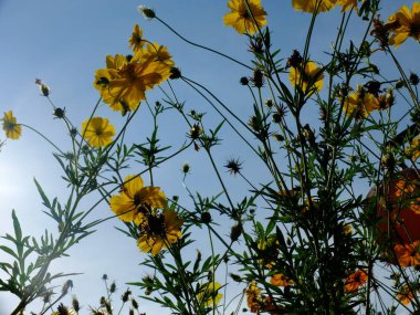 Mavi arkaplanda güzel sarı çiçekler 