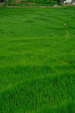 Tayland 'da yeşil pirinç tarlası