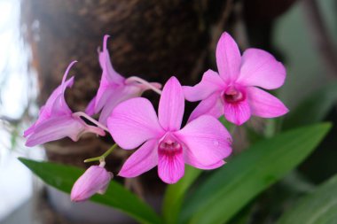 close up view of beautiful flowers, orchids 