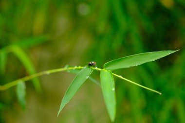 close up of insect sitting on leaf