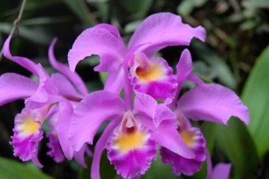 close up view of beautiful flowers, orchids 