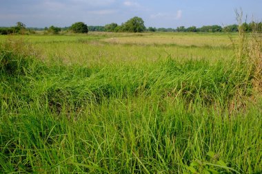 yeşil çimenler tarlada