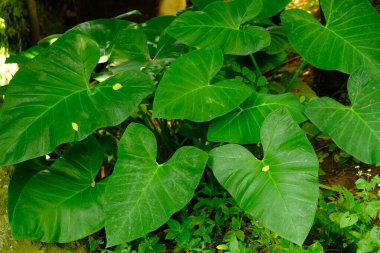 Bahçede yeşil yapraklar