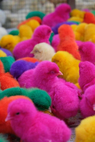 So Many Cute Colorful Little Chicken