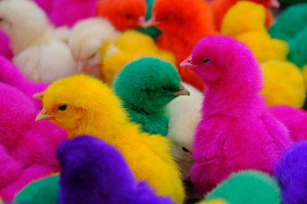 So Many Cute Colorful Little Chicken