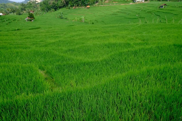 Paddy field in West Java, Indonesia