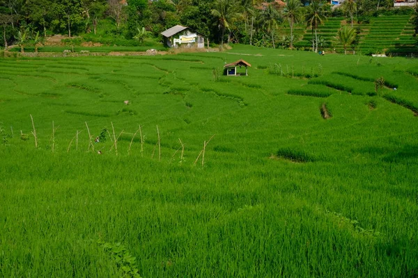 Paddy field in West Java, Indonesia