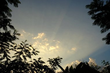 beautiful view of the trees on sky background 
