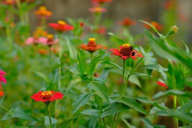 Bahçedeki güzel çiçekler