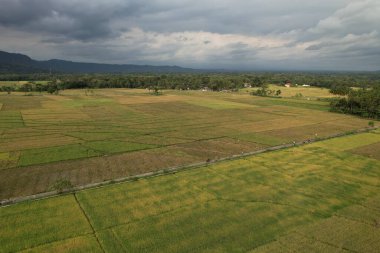 aerial view of yellowing rice fields. paddy fields ready for harvest. Self-sufficiency in food by farming the staple crop in the form of rice. 