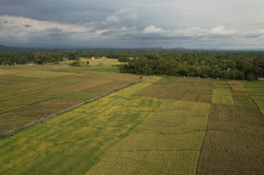 aerial view of yellowing rice fields. paddy fields ready for harvest. Self-sufficiency in food by farming the staple crop in the form of rice. 