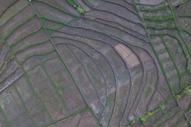 aerial view of rice fields in Indonesia