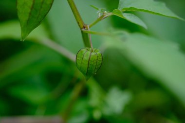 Ceplukan ciplukan is the name of a kind of small fruit, which when ripe is covered by enlargement of flower petals. Golden Berry. Physalis Angulata.