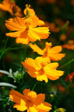Close up of sulfur kenikir flowers or orange cosmos with green leaves blooming in the garden
