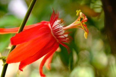 close up of red passion perfumed flower in the tropical garden