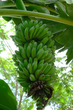 green bananas on a tree branch