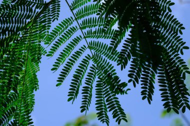 green leaves of a tree on sky background 