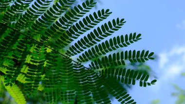 green leaves of a tree on sky background 
