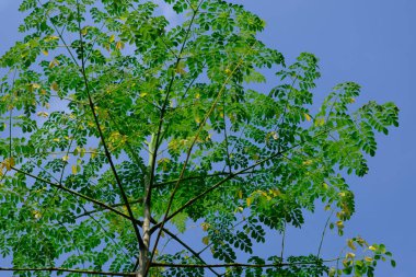 Mavi arkaplanda yeşil yapraklı ağaç