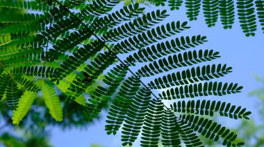 green leaves of a tree on sky background 