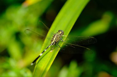 close up of dragonfly on a green leaf