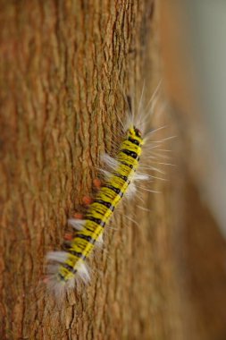 close up of caterpillar on the tree bark