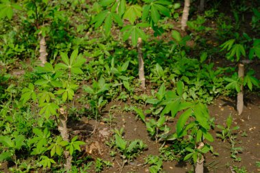 green plants is in the garden