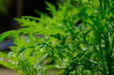 fresh green leaves that thrive, exposed to sunlight