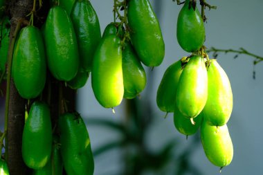 Averrhoa bilimbi fruits on a branch 