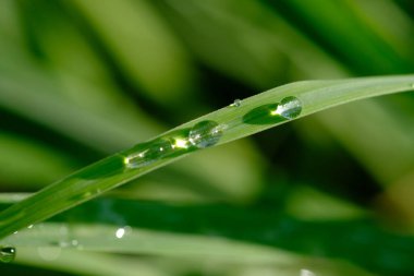 Çiyli yeşil çimen