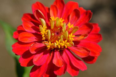 beautiful red gerbera flower in sunshine 