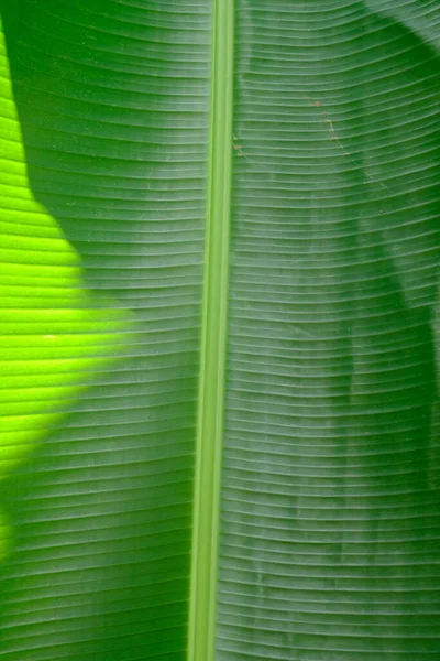 green tropical leaf background