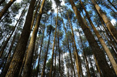Pine trees silhouettes on blue sky background, low angle  
