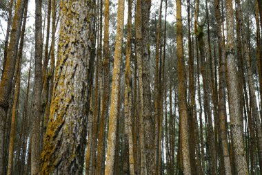 view of beautiful forest in the morning