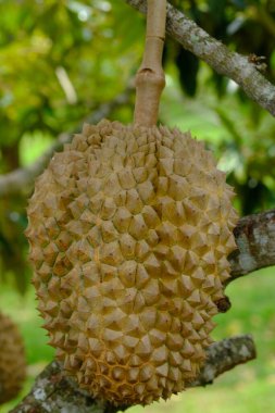 Ağaçtaki durian meyvesi