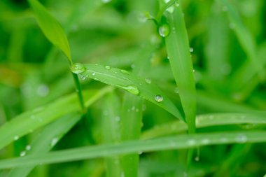 Yeşil yaprakları çiğ damlalarıyla kapatın