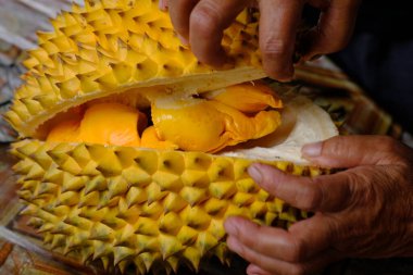 close up of a woman's hands opening durian fruit 